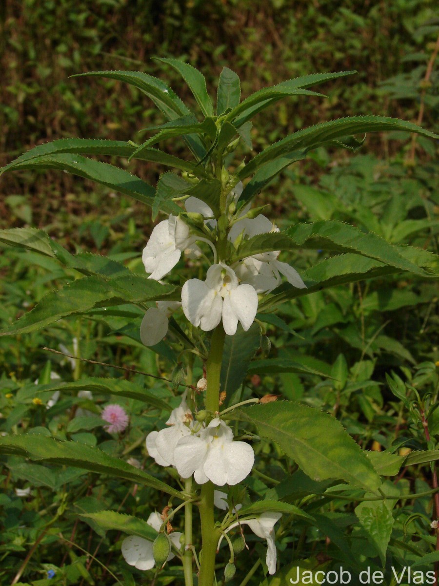 Impatiens balsamina L.